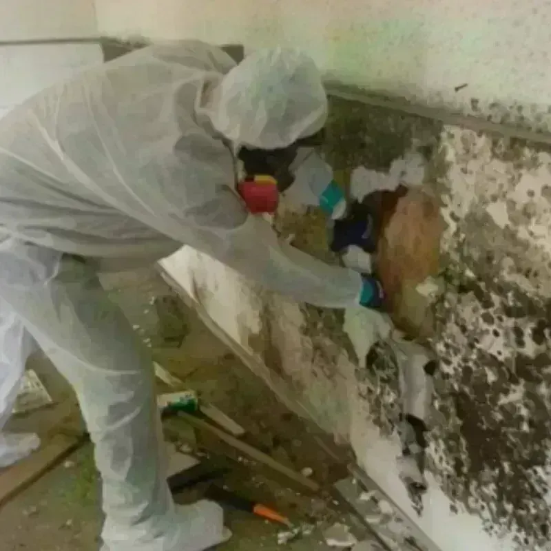 Mold Remediation and Removal in Chisholm, ME